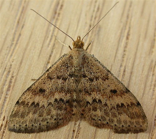 Scopula rubraria